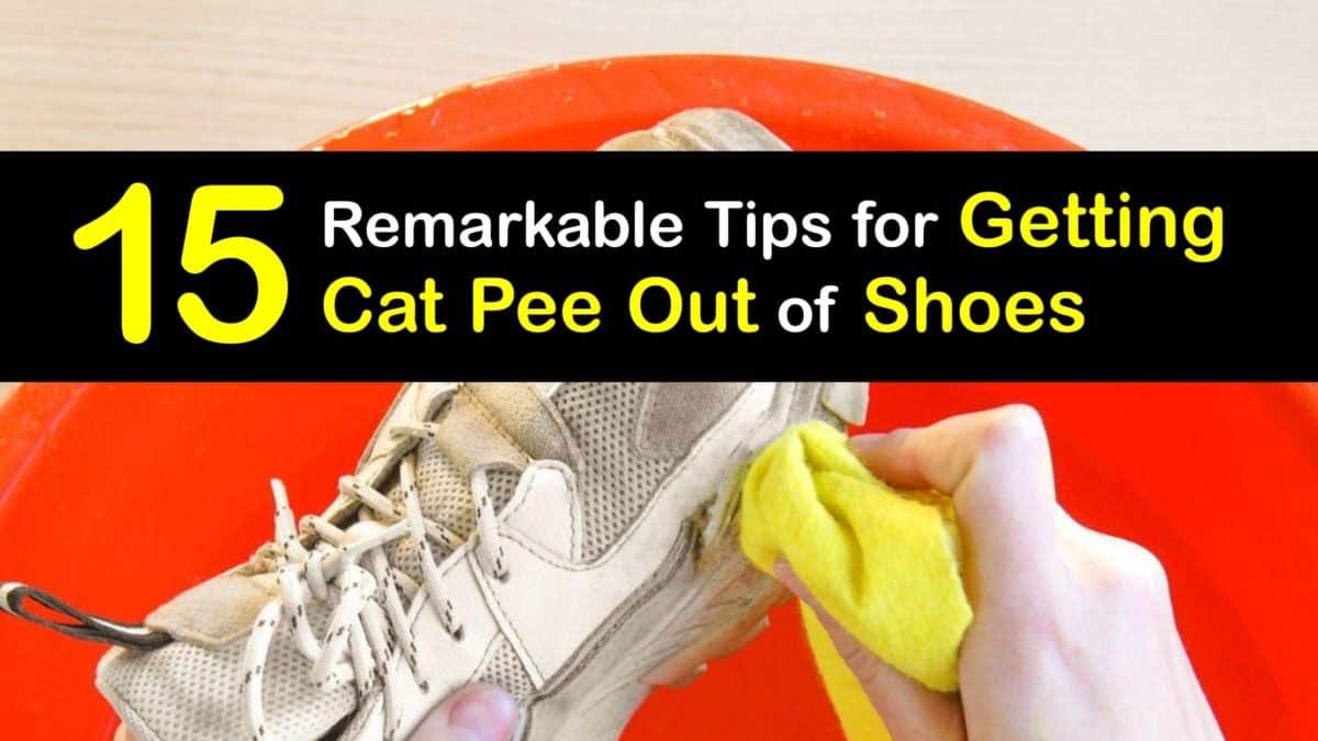 How to Get Cat Urine Smell Out of Shoes